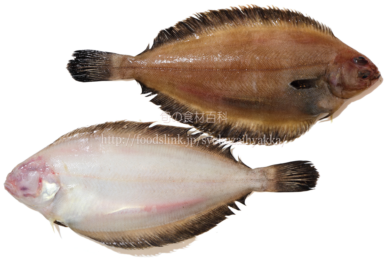 ヒレグロ ヤマガレイ オイランガレイ カレイ 旬の魚介百科