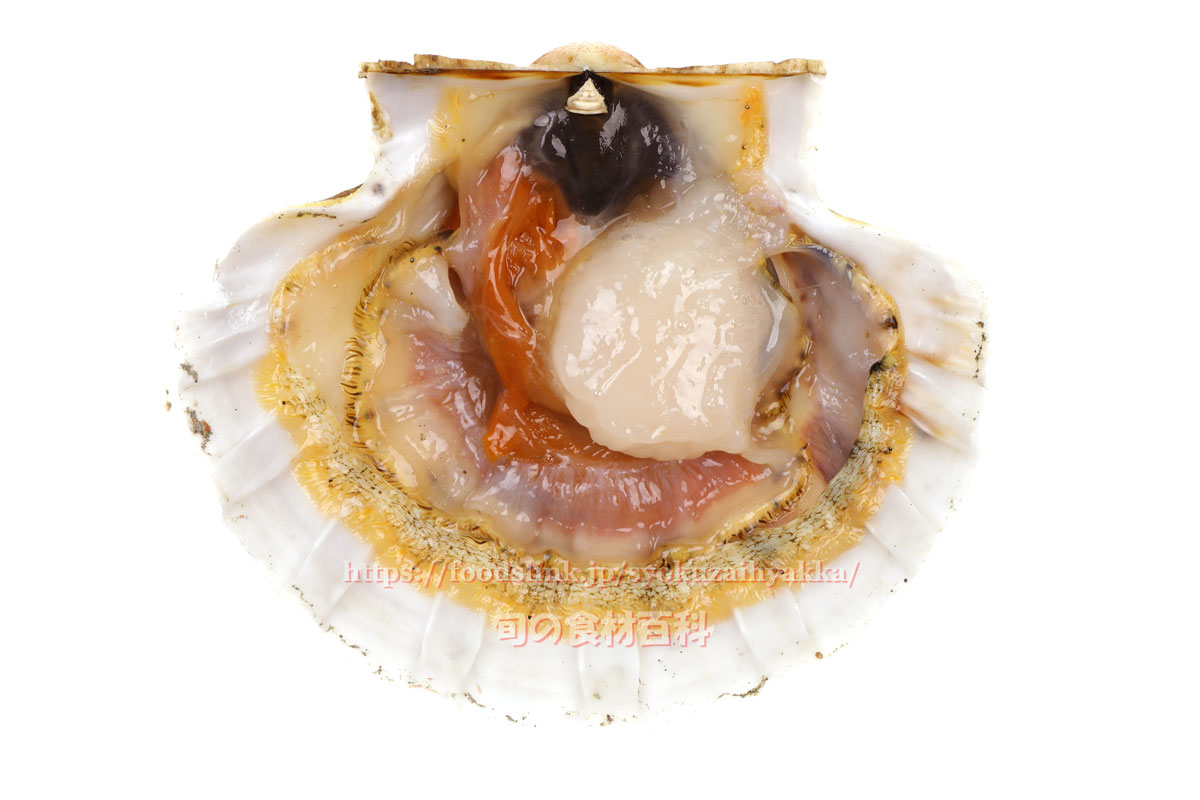 イタヤガイ 板屋貝やその仲間の栄養価と効用 旬の魚介百科