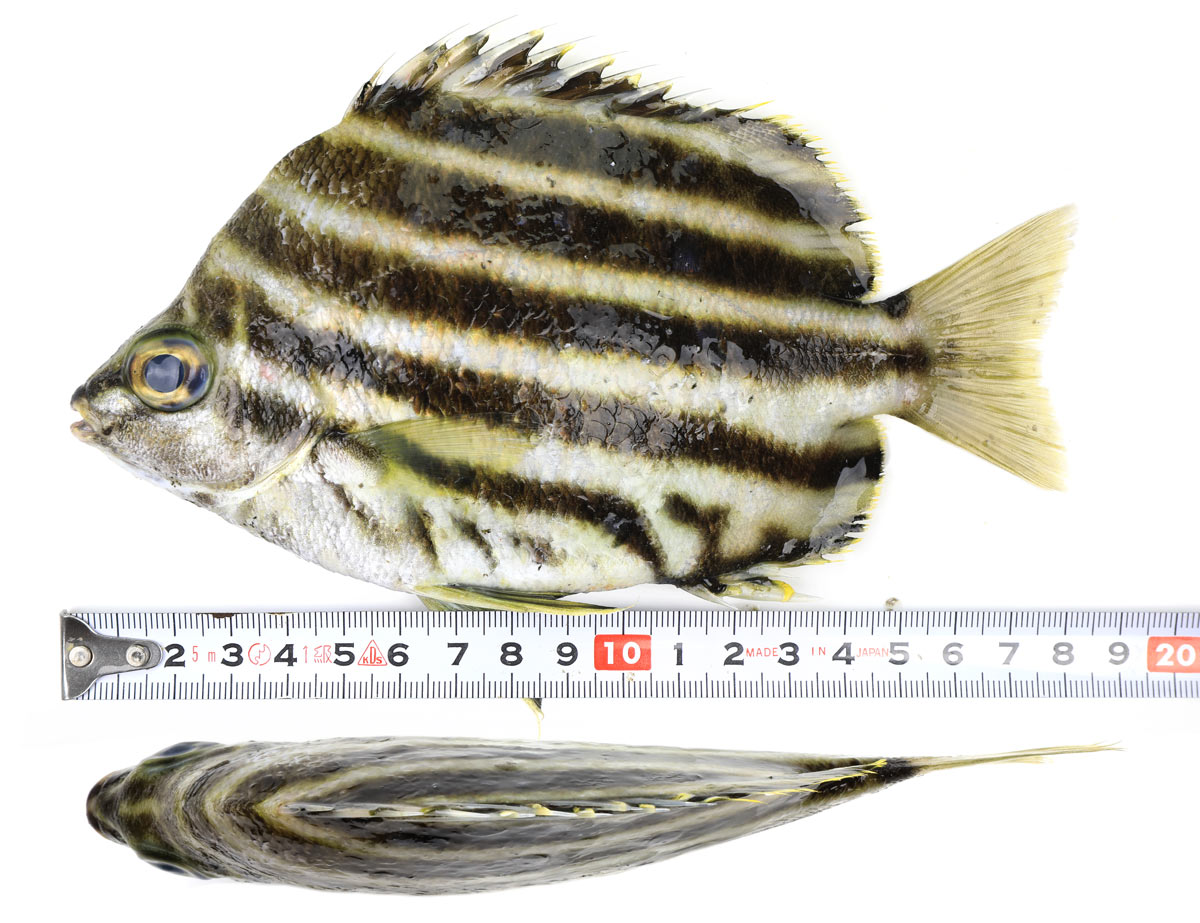 カゴカキダイ かごかきだい カゴカキダイ科 旬の食材百科辞典