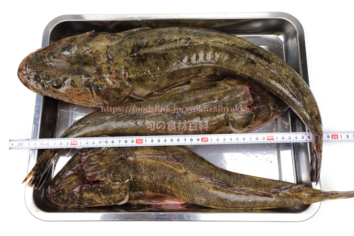 マゴチ 真鯒 コチの目利きと料理 旬の魚介百科