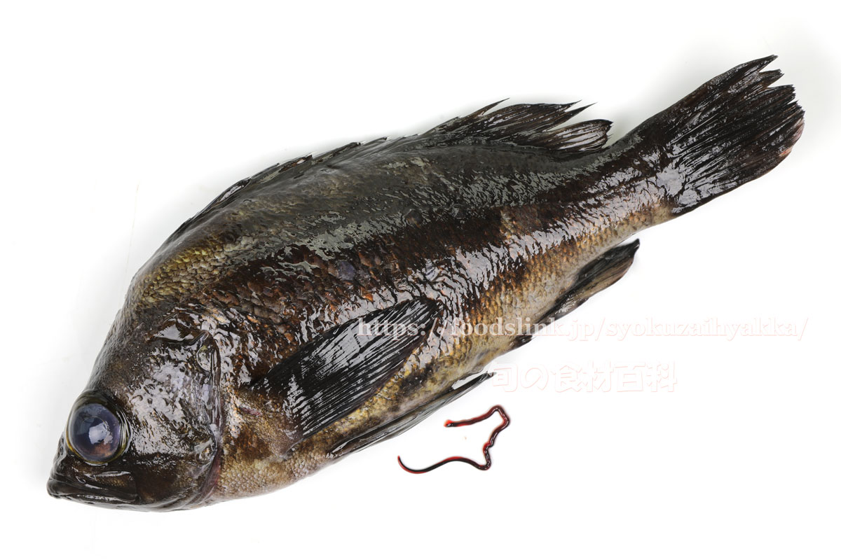 写真で見るクロメバル 黒眼張 くろめばる メバル 旬の魚介百科
