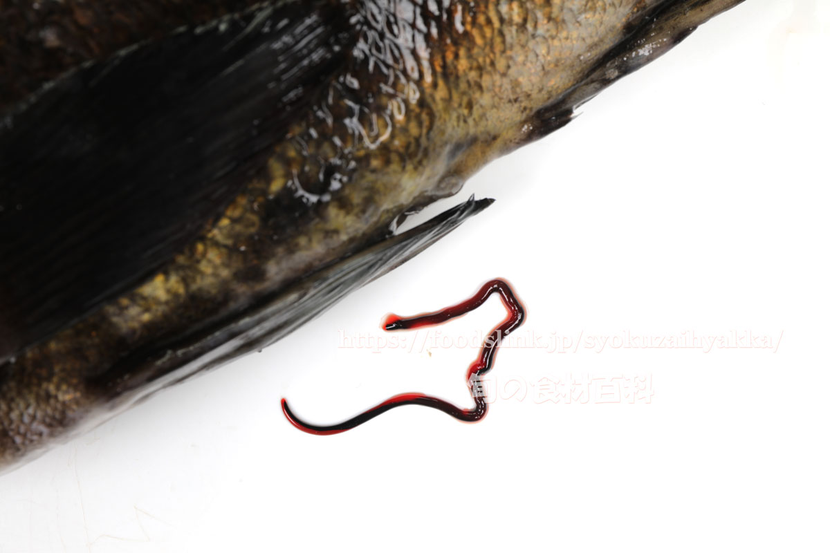 写真で見るクロメバル 黒眼張 くろめばる メバル 旬の魚介百科