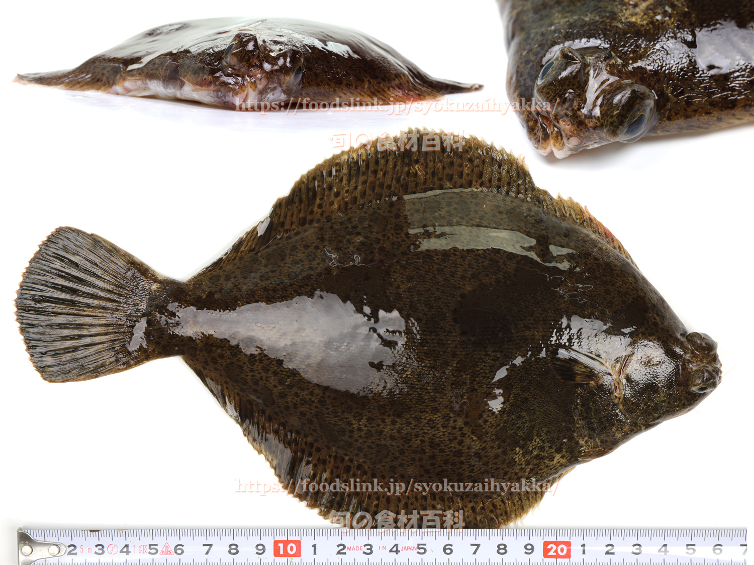 メイタガレイ 目板鰈 カレイ類 旬の魚介百科