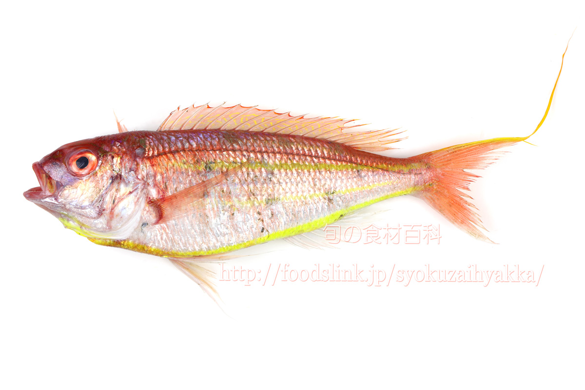 ソコイトヨリ 底糸縒 そこいとより 旬の魚介百科
