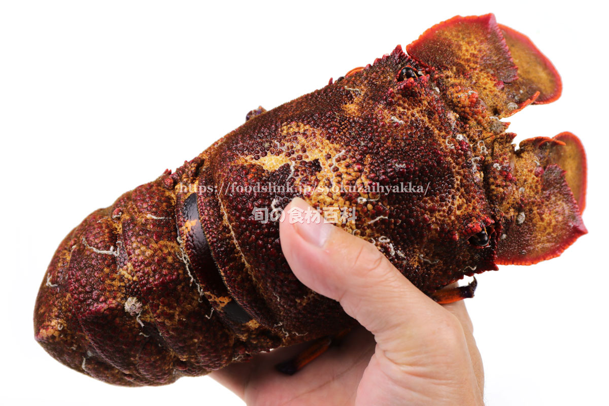 セミエビ 蝉海老 クツエビ の目利きと料理 旬の魚介百科