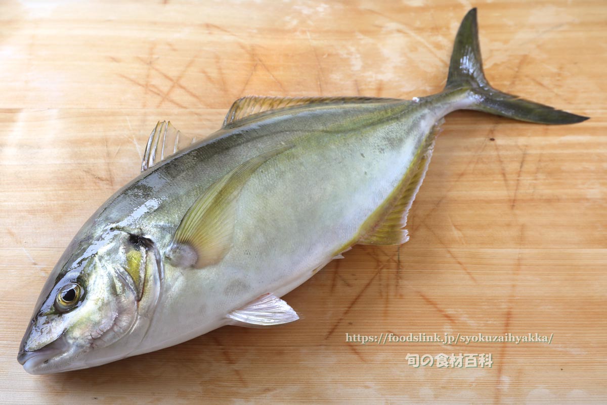 写真で見るシマアジ 縞鯵 島鯵 旬の魚介百科