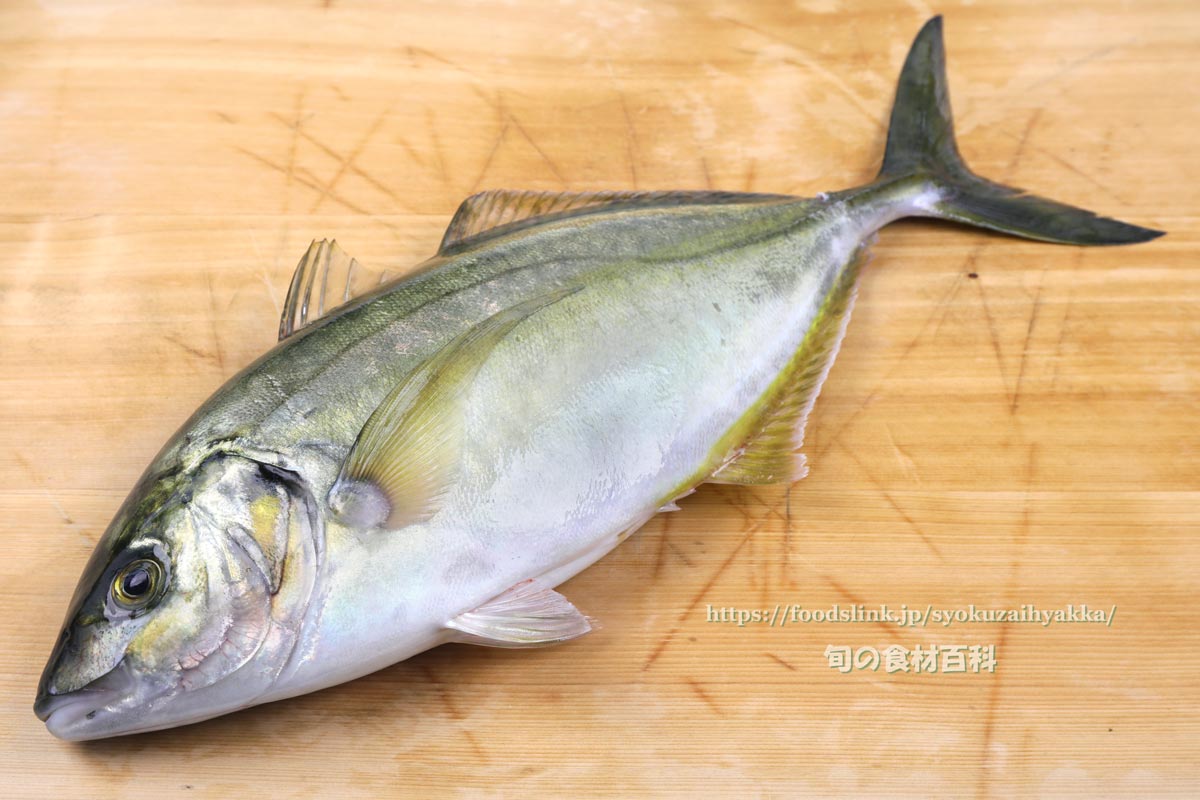 シマアジ 縞鯵 島鯵の栄養価と効用 旬の魚介百科