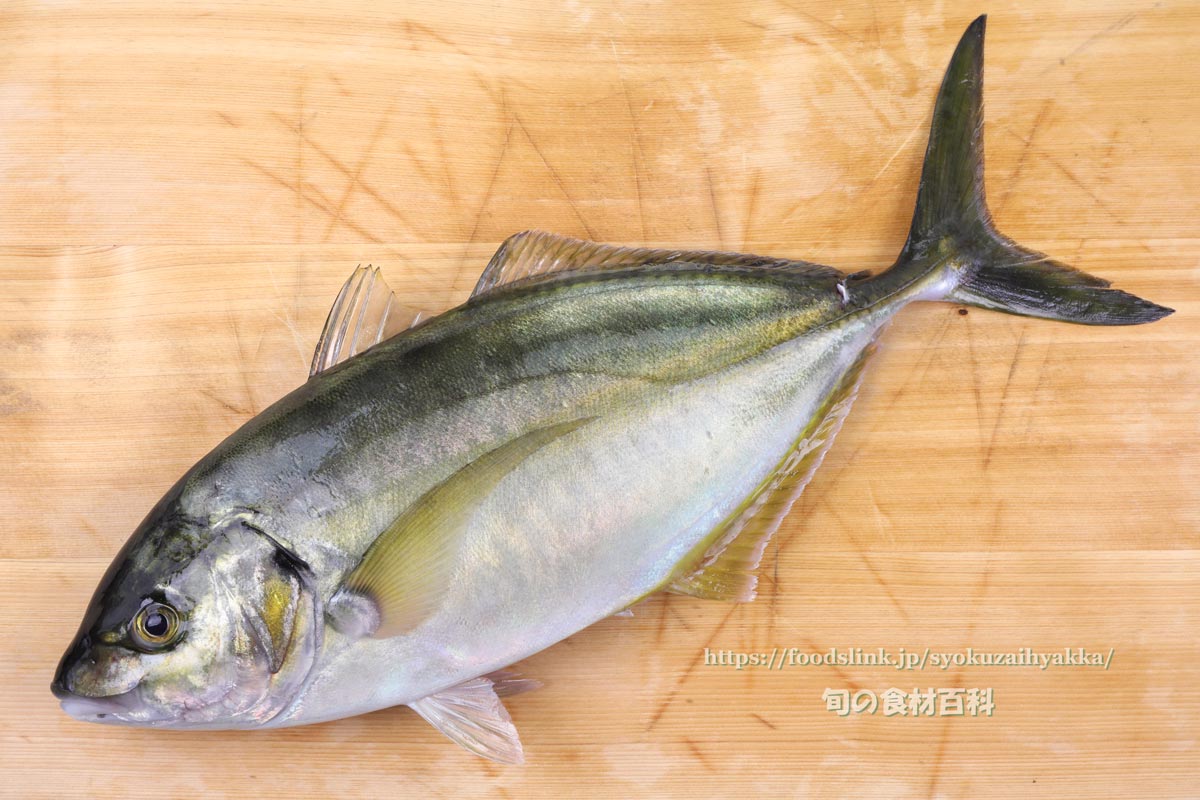 シマアジ 縞鯵 アジ科 旬の魚介百科