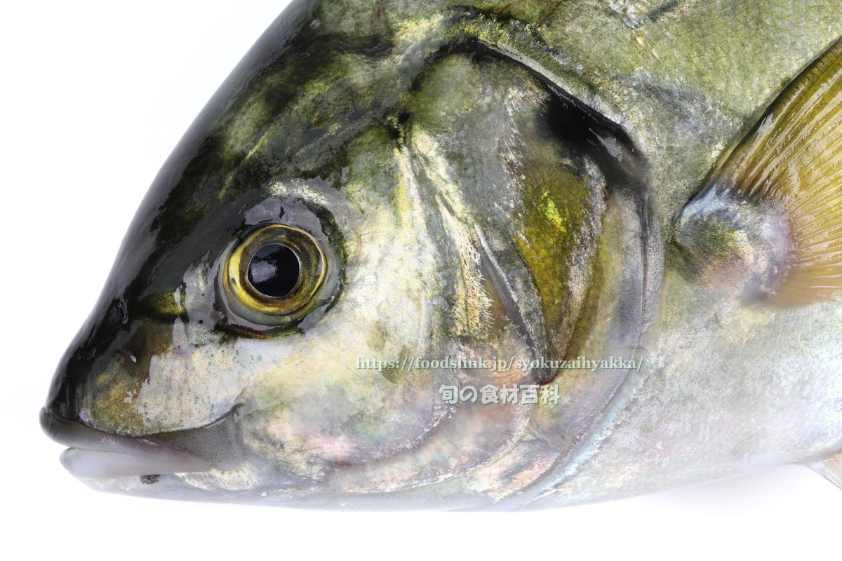 シマアジ 縞鯵 島鯵の目利きと料理 旬の魚介百科