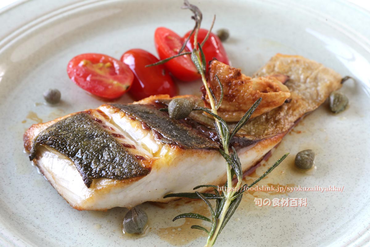 シマアジ 縞鯵 島鯵の目利きと料理 旬の魚介百科