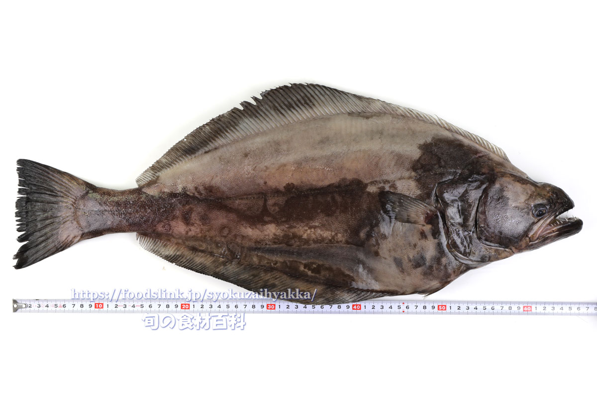 カラスガレイ ギンガレイ 旬の魚介百科
