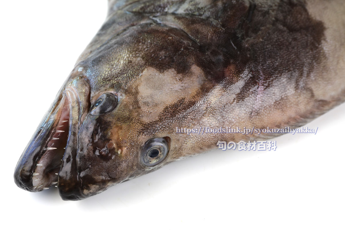 カラスガレイ ギンガレイ 旬の魚介百科