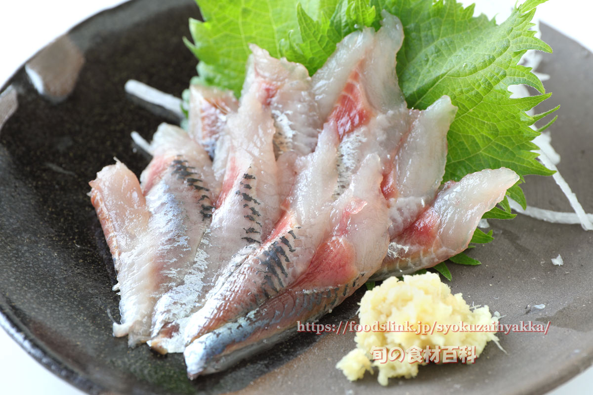 マイワシ 鰯 の目利きと料理 旬の魚介百科