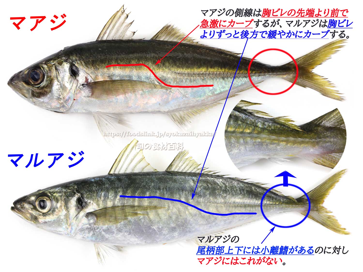 マルアジ 青アジ アジ 鯵 旬の魚介百科