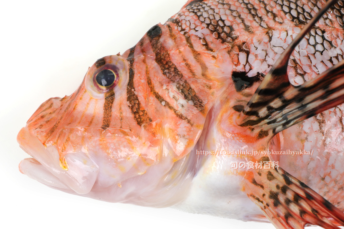 ミノカサゴ 旬の魚介百科