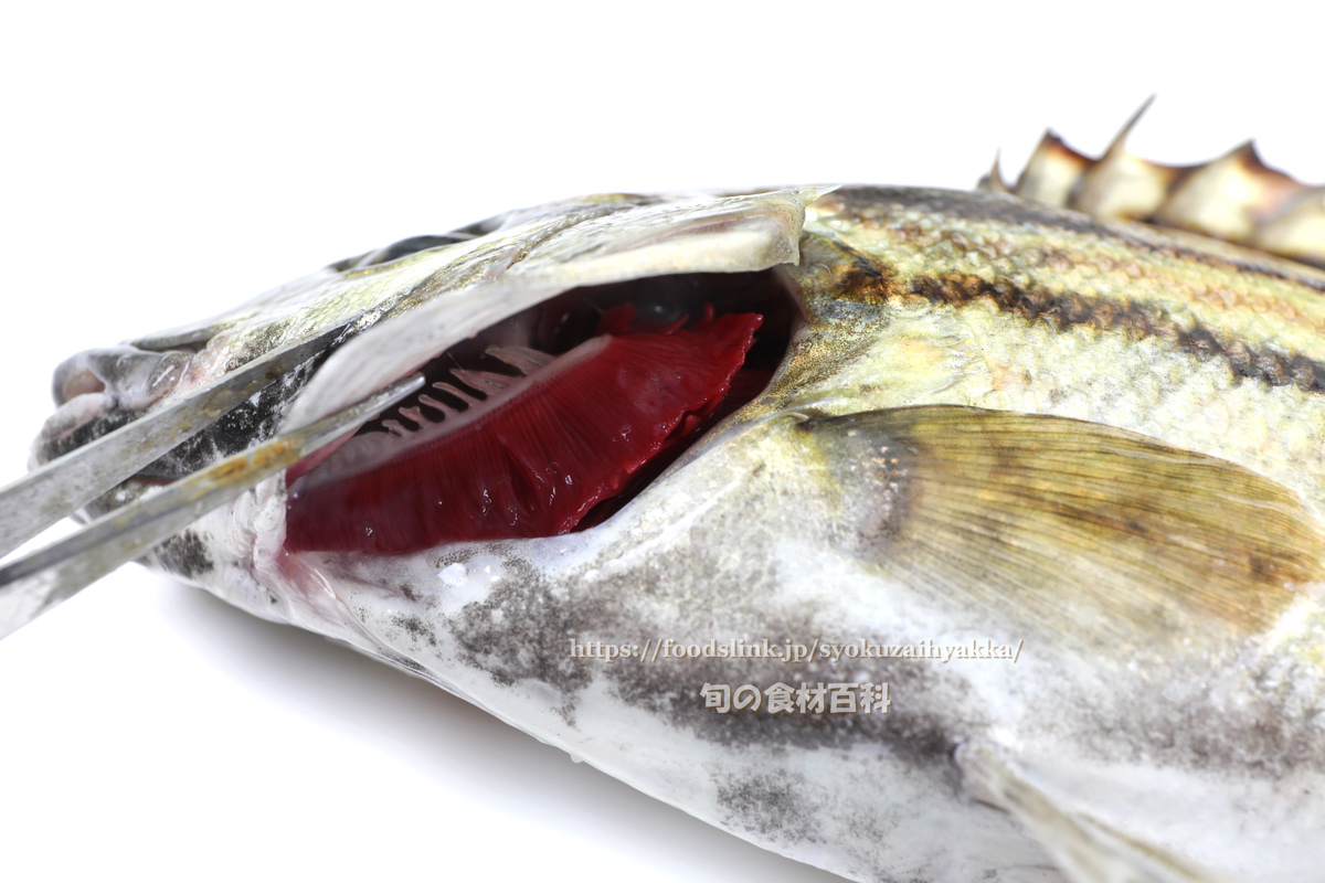シマイサキの目利きと料理 旬の魚介百科