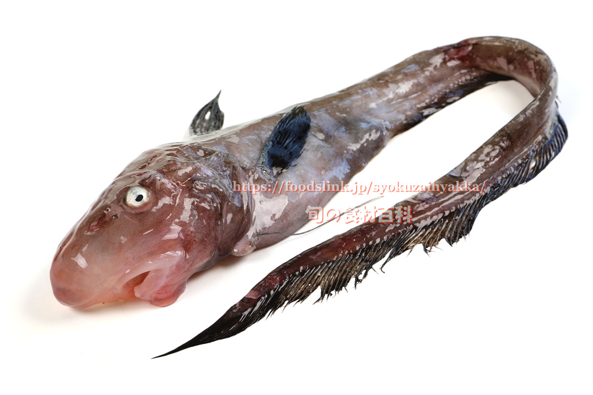 写真で見るシャチブリ 旬の魚介百科