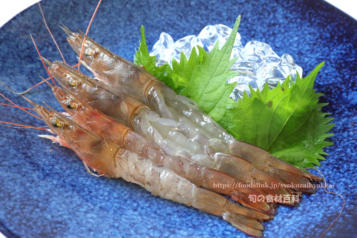 ヨシエビ シラサエビの目利きと料理 旬の魚介百科
