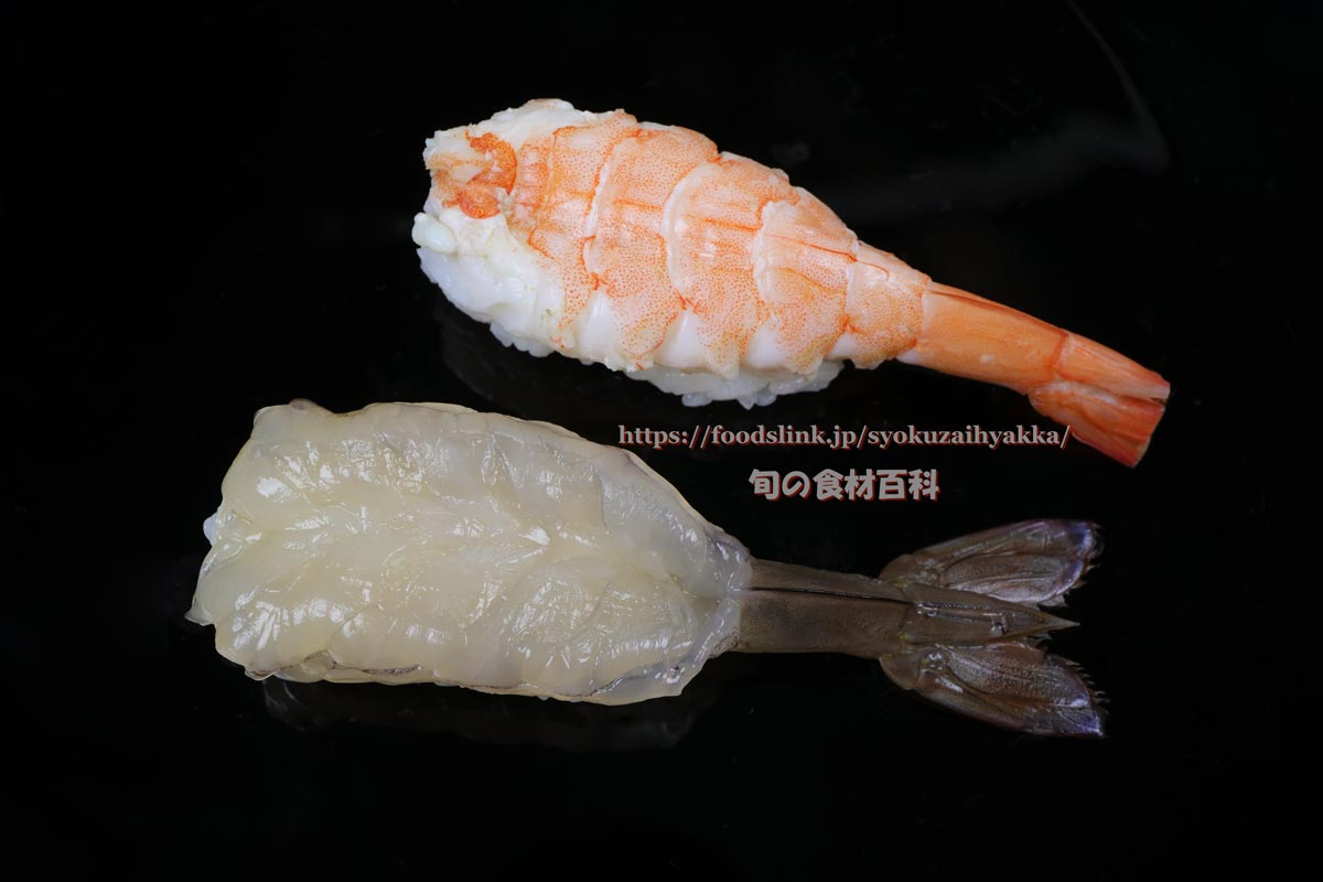 ヨシエビ シラサエビの目利きと料理 旬の魚介百科
