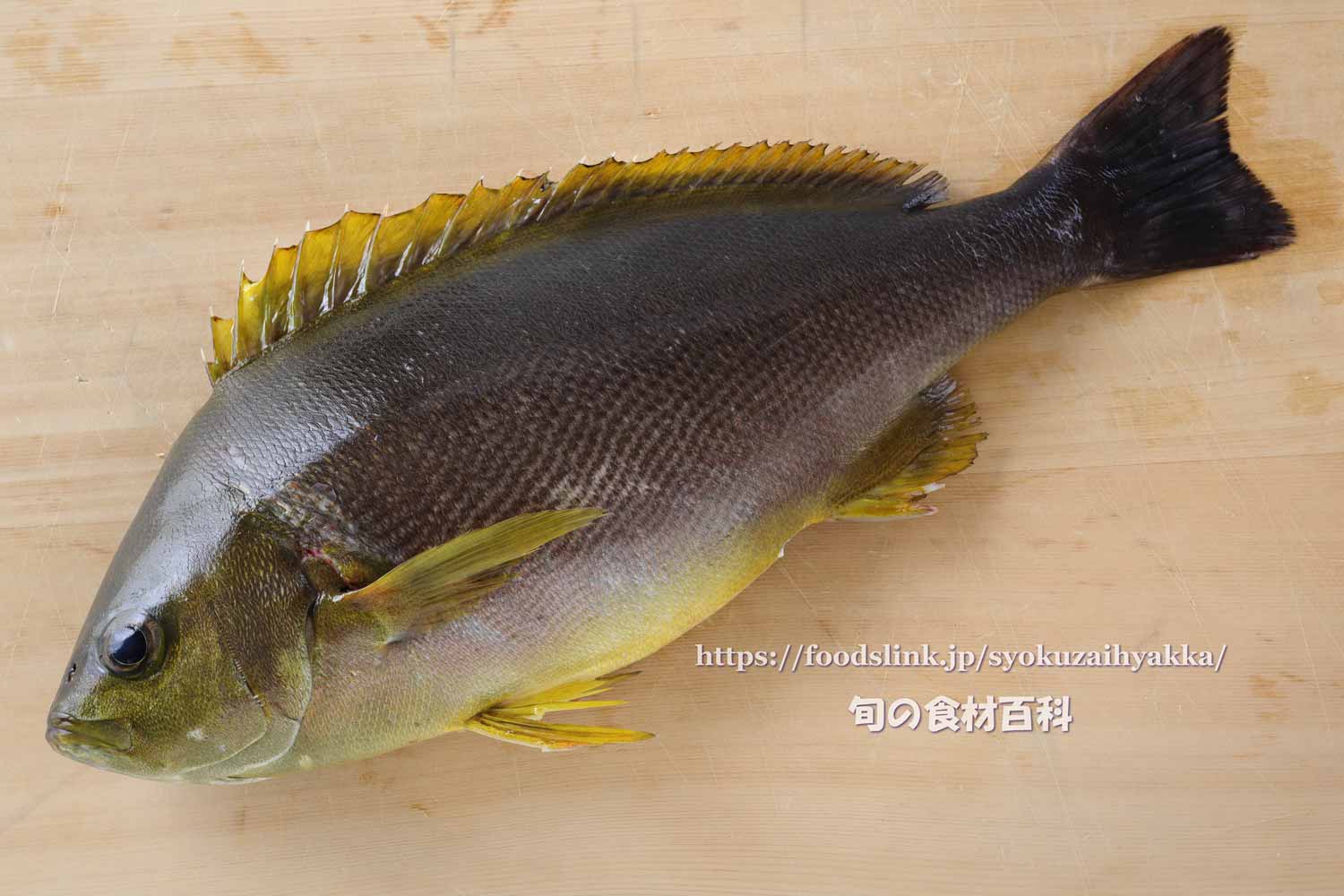 イサキ 鶏魚 伊佐木のさばき方 三枚におろす 旬の魚介百科