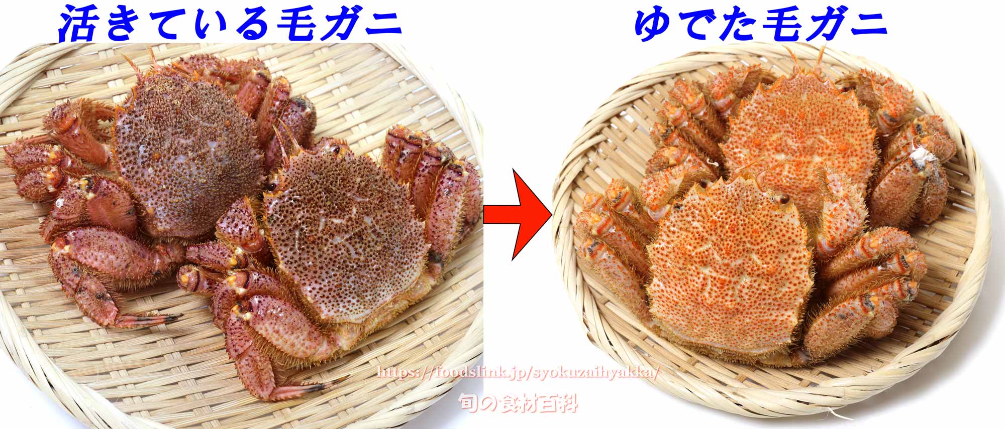 ケガニ 毛蟹 の茹で方とさばき方 旬の魚介百科