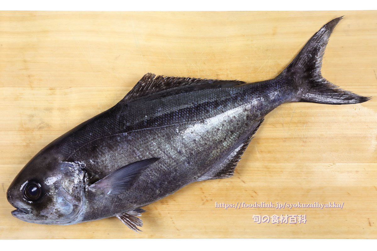 メダイ／目鯛／めだいの目利きと料理：旬の魚介百科