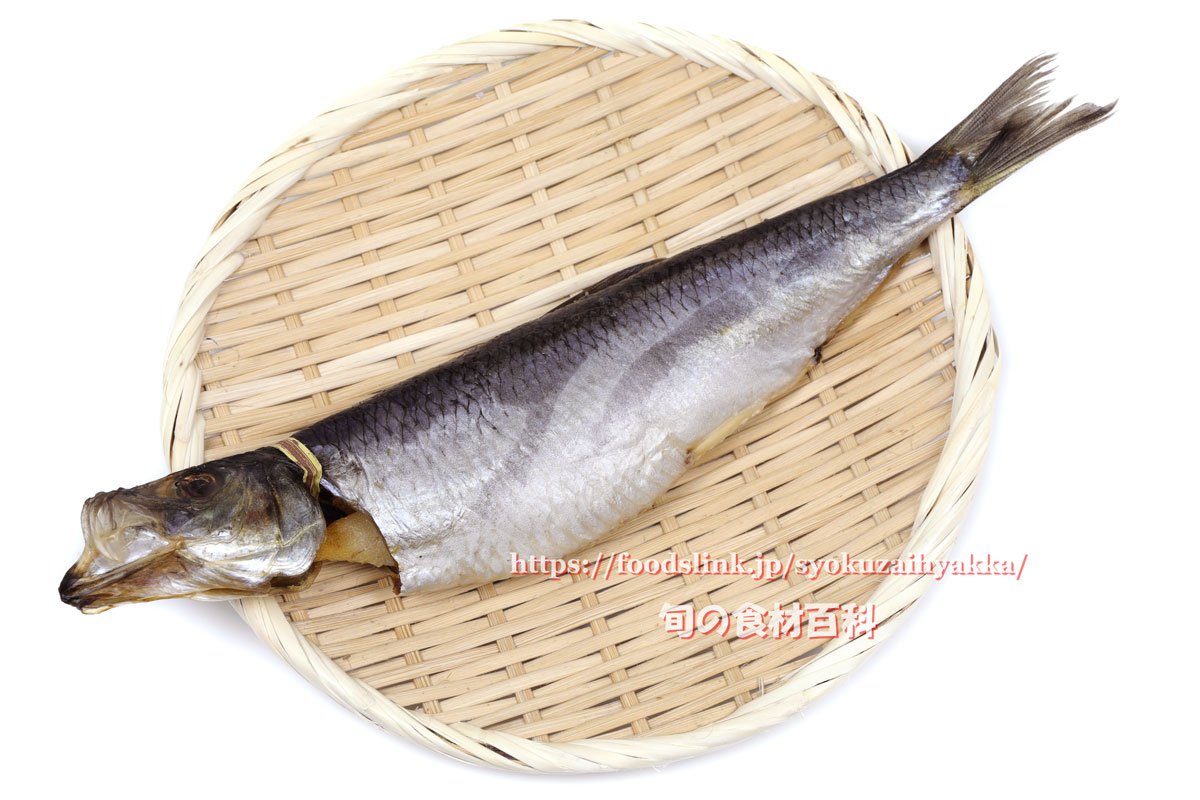 ニシン 鰊 にしん 旬の魚介百科
