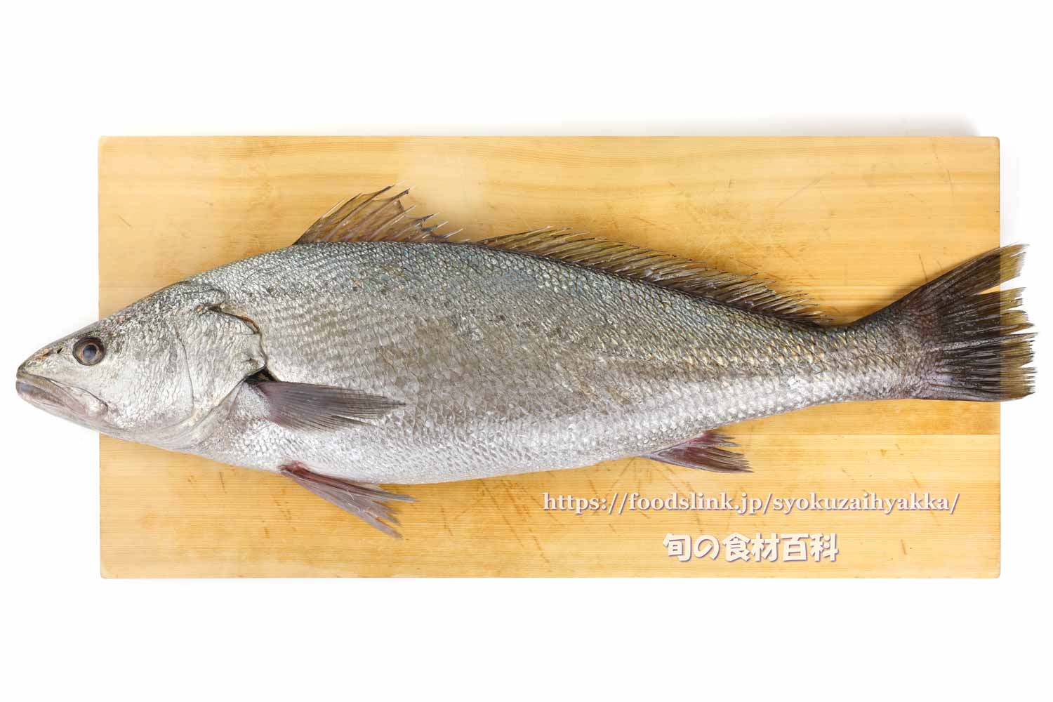 オオニベ 大鮸 の目利きと料理 旬の魚介百科