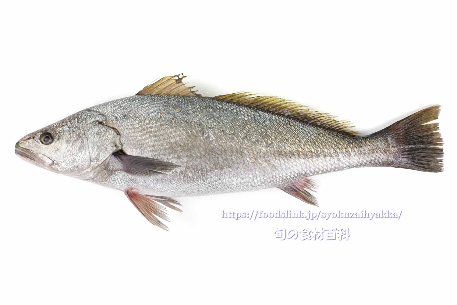 オオニベ 大鮸 旬の魚介百科