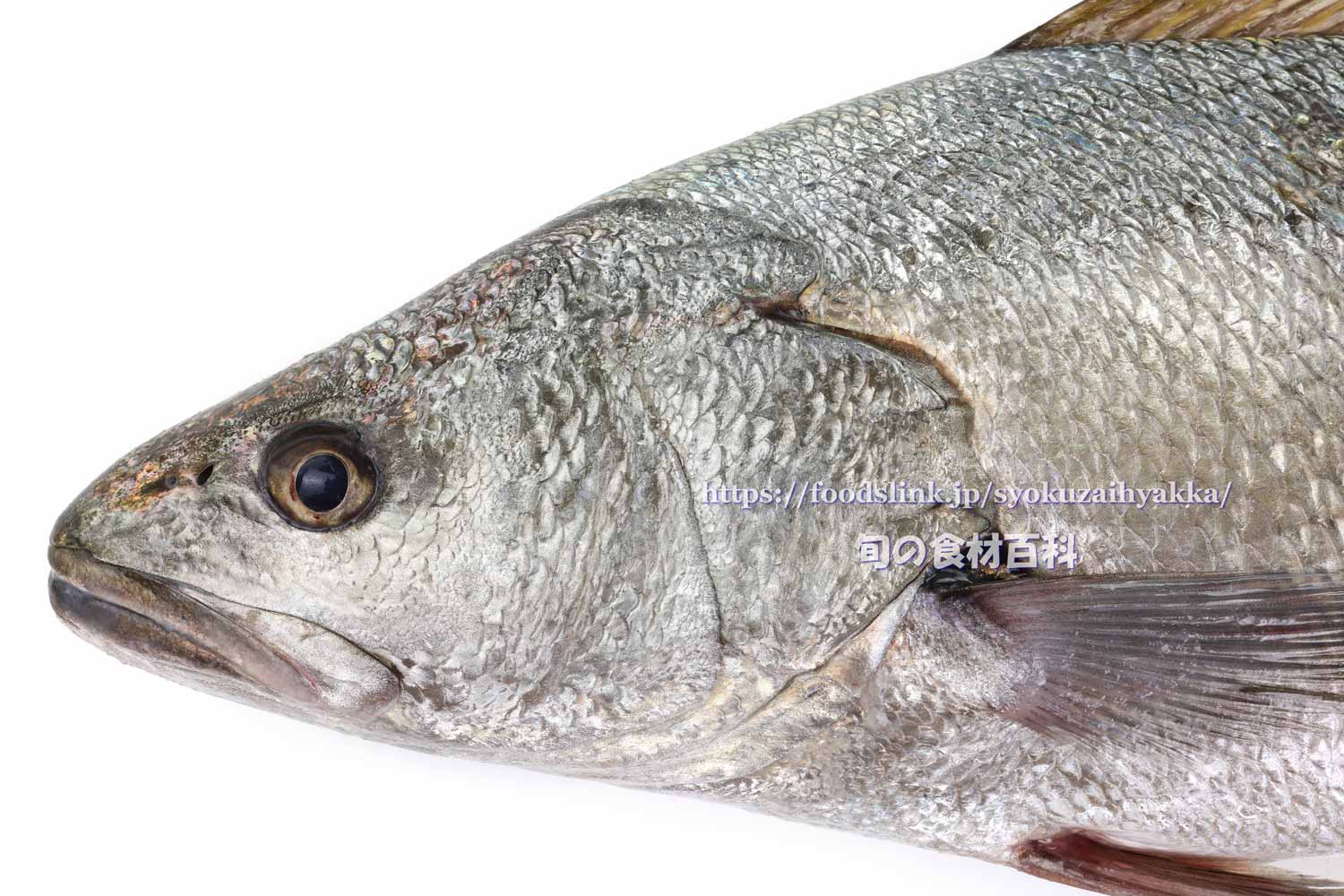 オオニベ 大鮸 旬の魚介百科