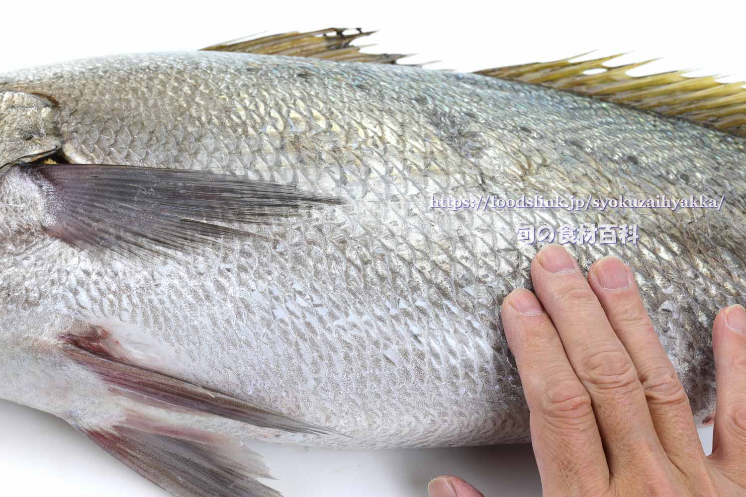 オオニベ 大鮸 の目利きと料理 旬の魚介百科