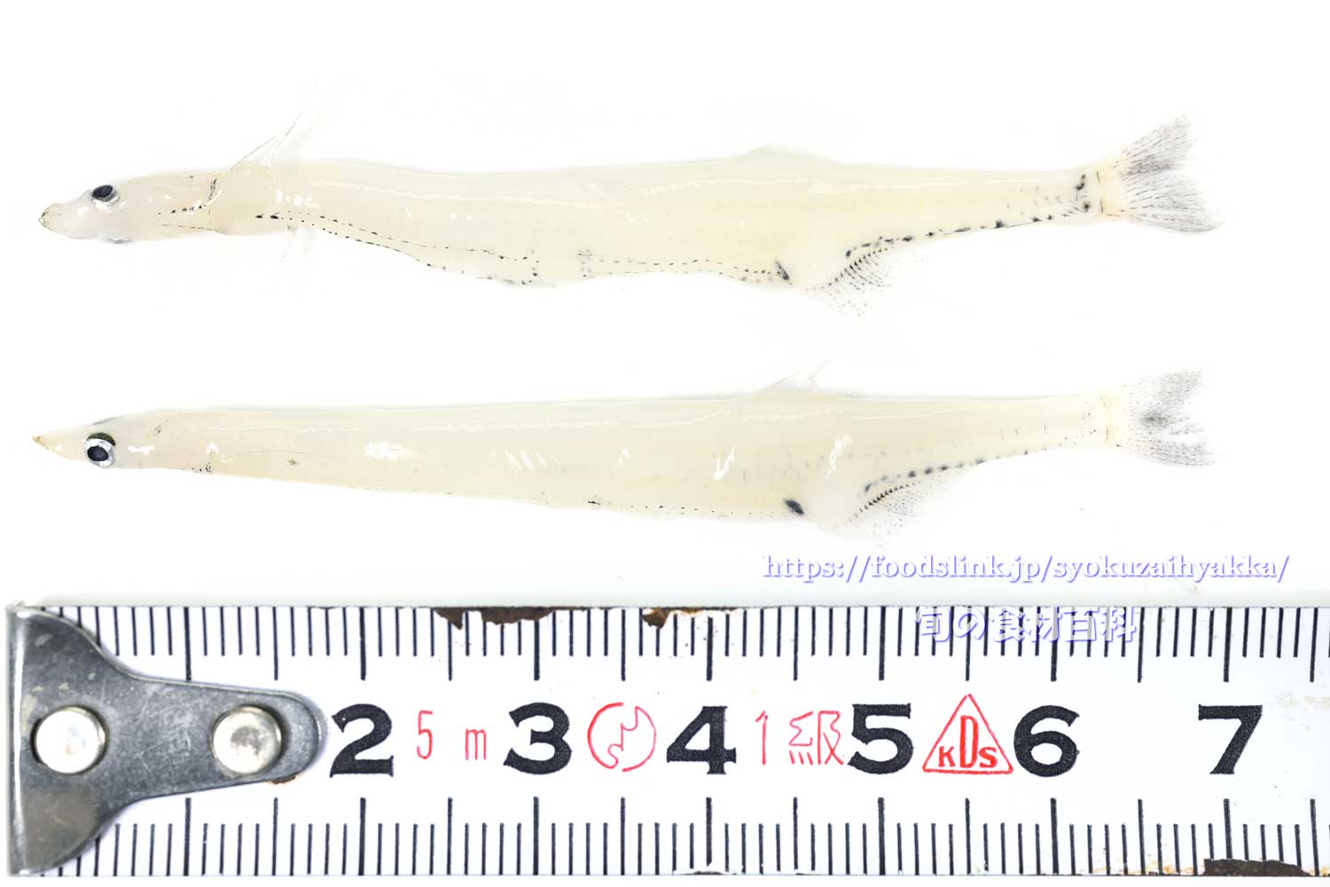 シラウオ 白魚 Salangichthys Microdon 旬の魚介百科