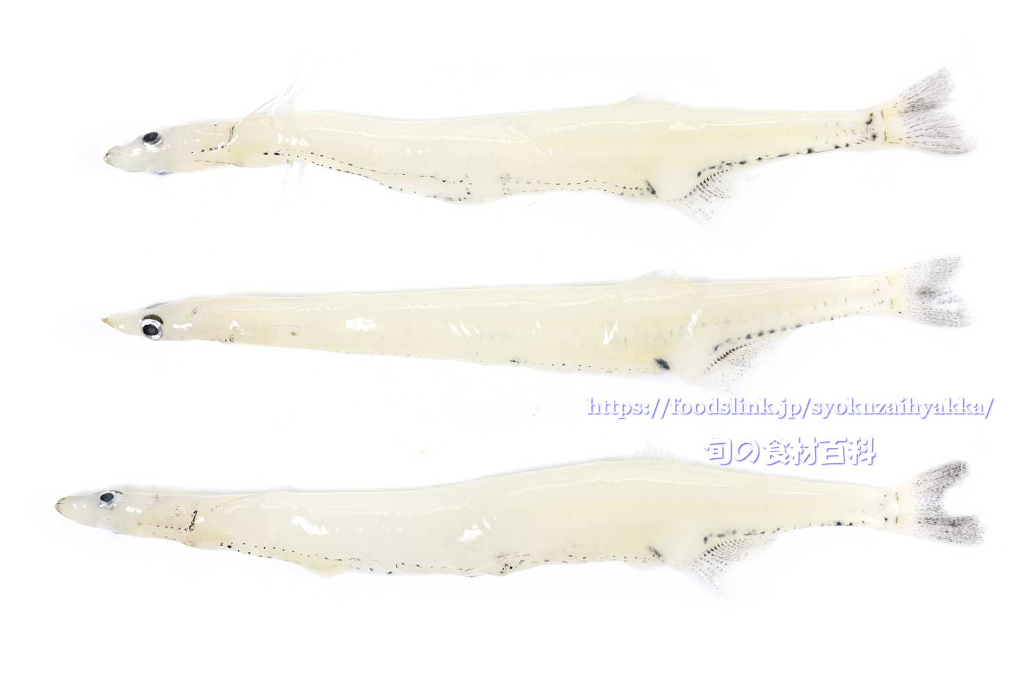 シラウオ 白魚 Salangichthys Microdon 旬の魚介百科