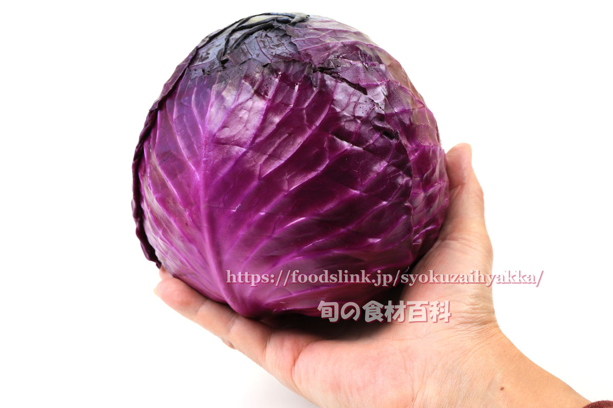 紫キャベツ 赤きゃべつ キャベツの品種 旬の野菜百科