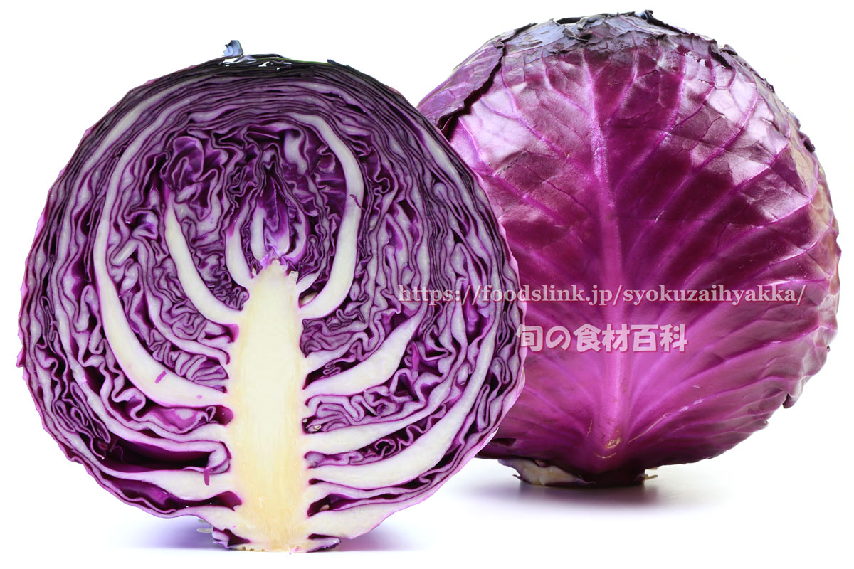 紫キャベツ 赤きゃべつ キャベツの品種 旬の野菜百科