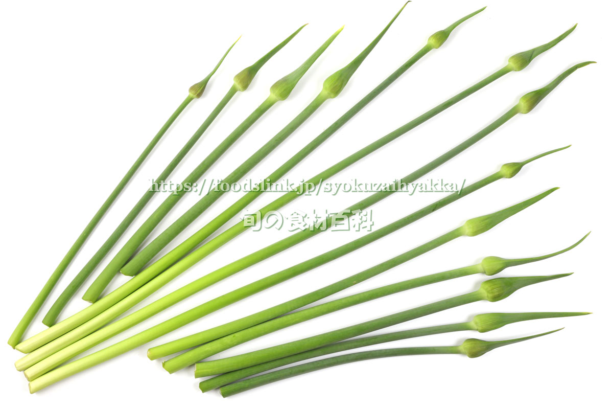 ジャンボニンニクの芽 茎にんにく の写真一覧 旬の野菜百科