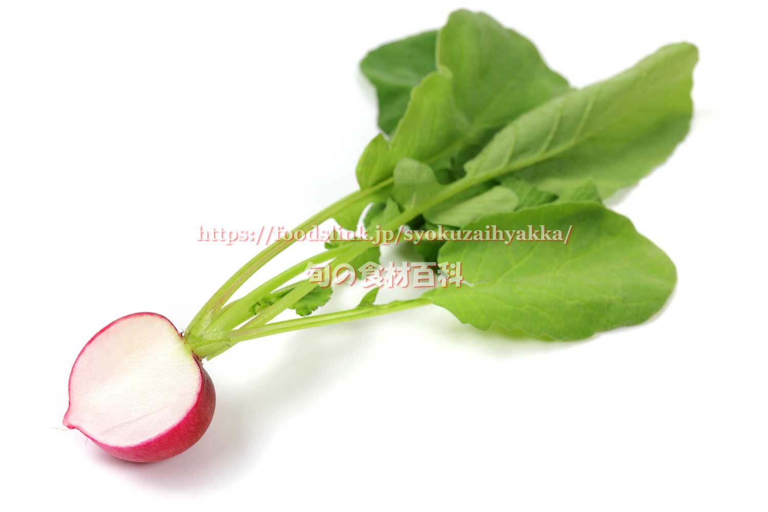ラディッシュ／ハツカダイコン（二十日大根）：旬の野菜百科