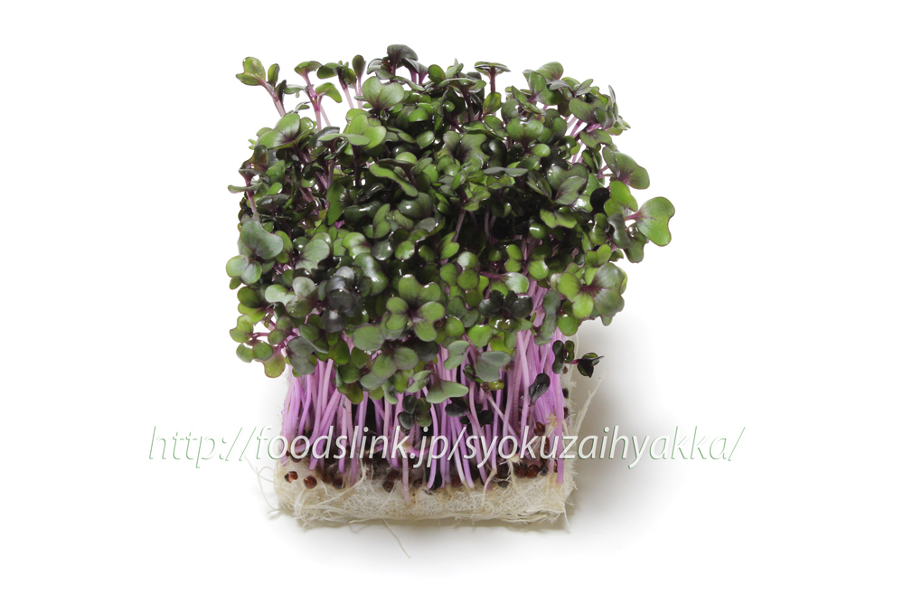 スプラウト 紫キャベツのカイワレ 旬の野菜百科