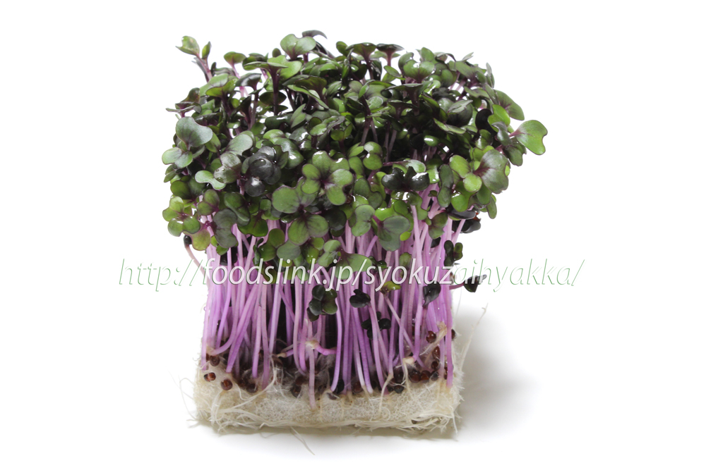 スプラウト 紫キャベツのカイワレ 旬の野菜百科