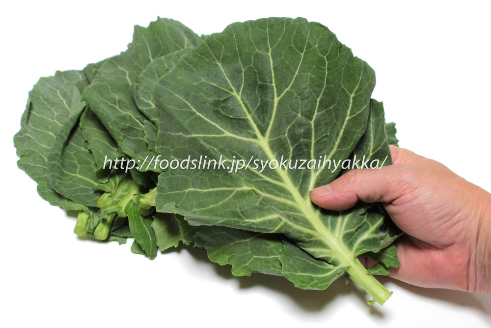 写真で見るケール Kale 旬の野菜百科