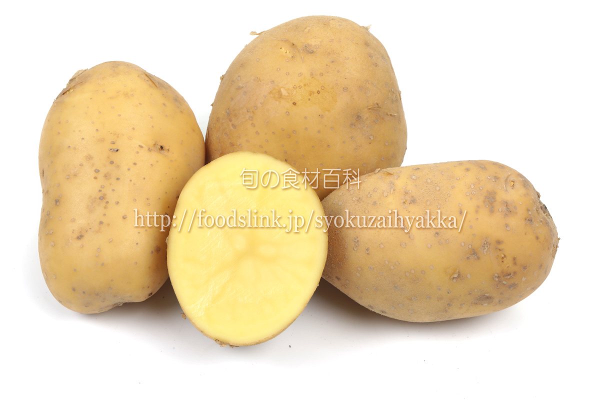 シンシア＜ジャガイモの品種：旬の野菜百科