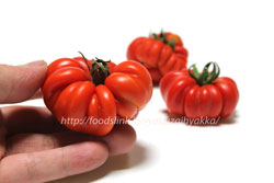 収穫したフィオレンティーノトマト
