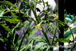 スペックルドロマン（Speckled-Roman）の花