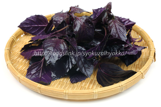 紫バジルの保存方法や食べ方 料理 旬の野菜百科