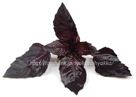 写真で見る紫バジル バジルの種類 旬の野菜百科