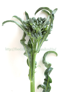 スピガリエッロ(スティックブロッコリー) BROCCOLO Spigariello a getti di Napoli