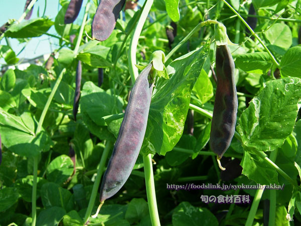 ツタンカーメンのエンドウ豆 紫えんどう 旬の野菜百科