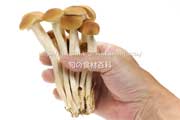ヤナギマツタケ ヤナギマツタケ