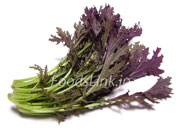 紫水菜（ムラサキミズナ）