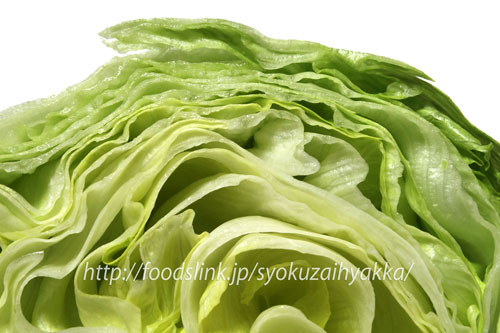 玉レタス(結球レタス)